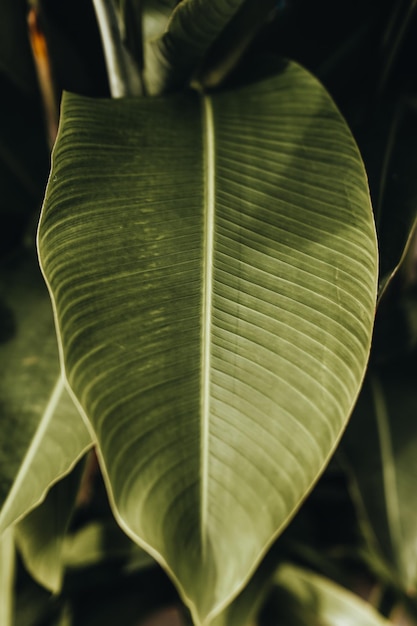 Feuille verte de palmier tropical Gros plan sur les détails