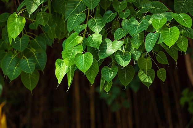 Feuille verte Pho feuille (Bo feuille) fond dans la forêt bo arbre est une feuille représentant le bouddhisme en Thaïlande.