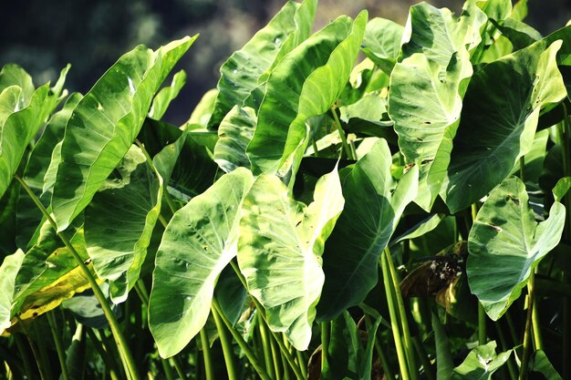 Photo feuille verte de la plante colocasia esculenta ou taro