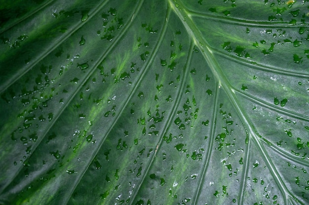 Feuille verte de plante à feuillage