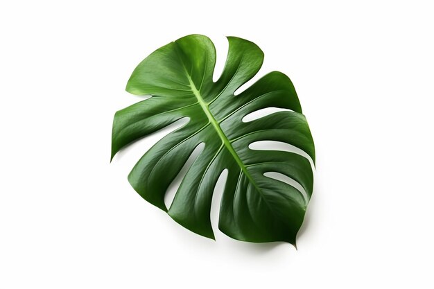 Une feuille verte d'une plante de monstera sur fond blanc