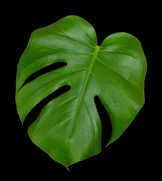 Feuille verte d'une plante monstera tropicale isolée sur un mur noir