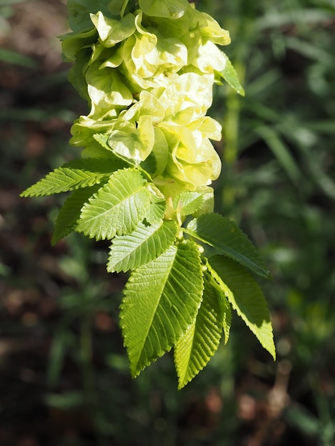 Une feuille verte sur une plante avec le mot " dessus "