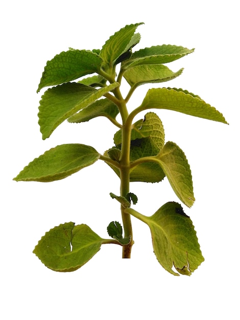 Feuille verte de Plectranthus amboinicus sur fond blanc