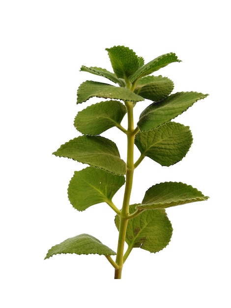 Feuille verte de Plectranthus amboinicus sur fond blanc