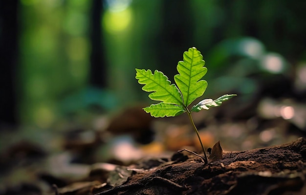 une feuille verte qui grandit dans une forêt