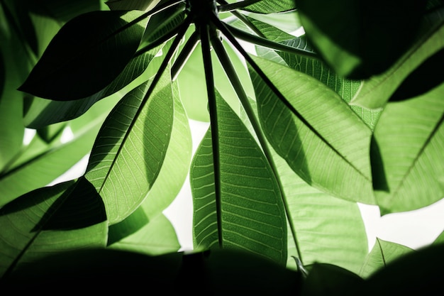 Feuille verte rétro-éclairée en été ou au printemps. Lumière naturelle du soleil qui brille dans l’arbre.