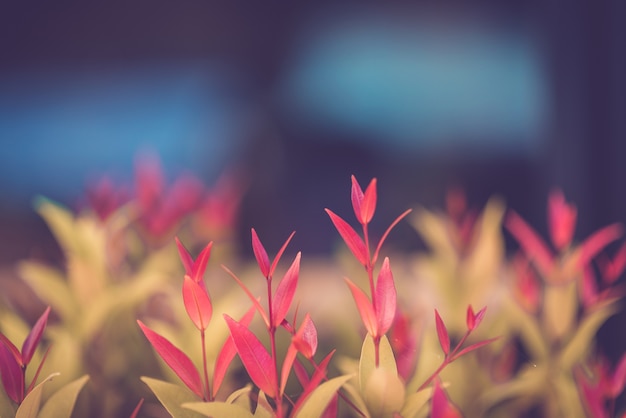 Feuille verte et rouge sur fond de verdure floue