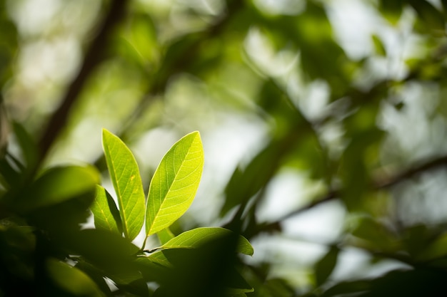 Feuille verte, sélectionnez focus