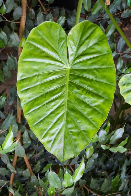 Une feuille verte séparée