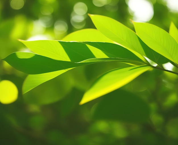 Une feuille verte avec le soleil qui brille dessus