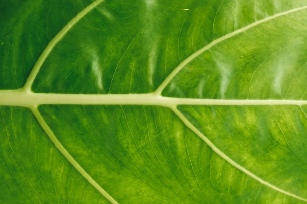 Feuille verte en tant que texture et arrière-plan