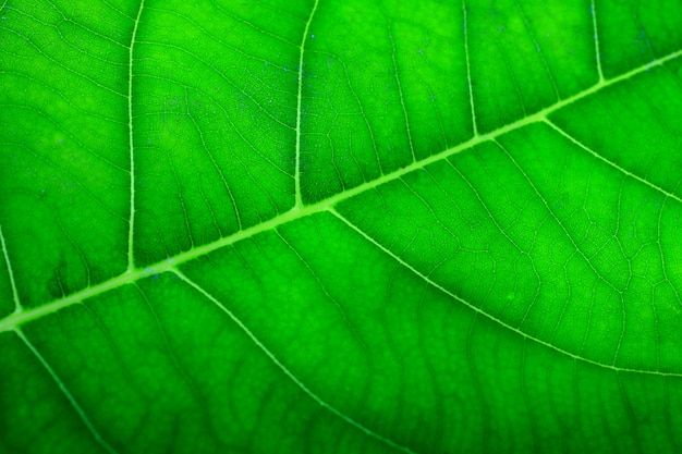 feuille verte texturée se bouchent.