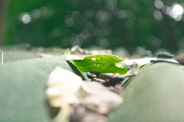 feuille verte sur le toit du belvédère