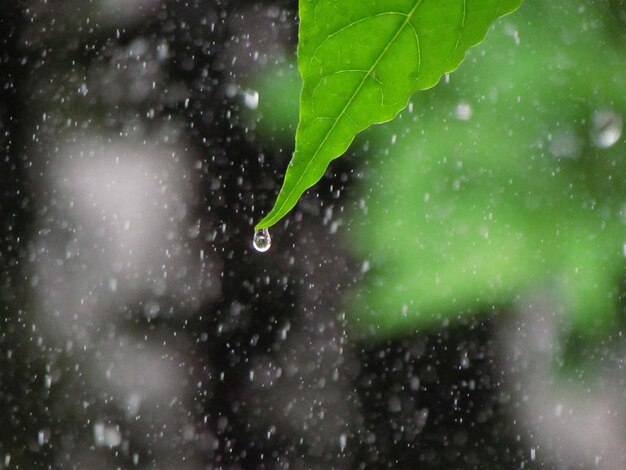 Une feuille verte tombe de la pluie.