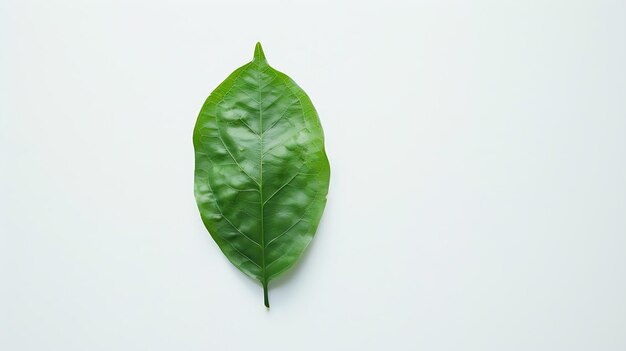 Photo feuille verte topique sur fond blanc à couche plate vue supérieure ia générative