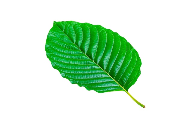 Feuille verte tropicale isolée sur fond blanc