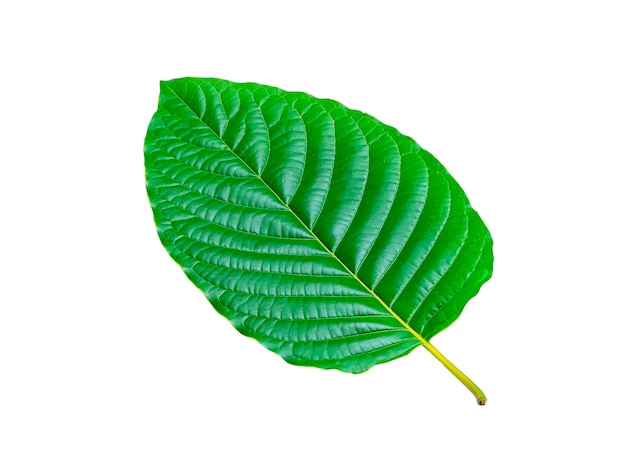 Feuille verte tropicale isolée sur fond blanc