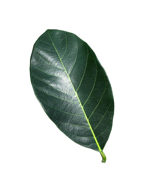 Feuille verte tropicale isolée sur fond blanc