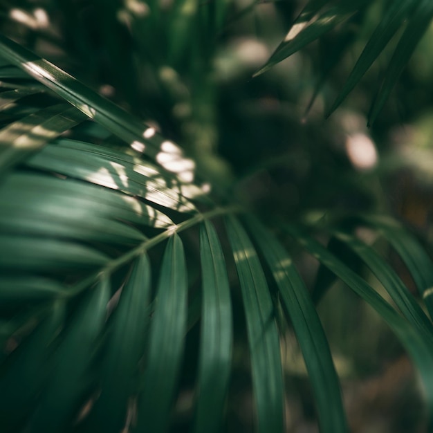 Feuille verte tropicale