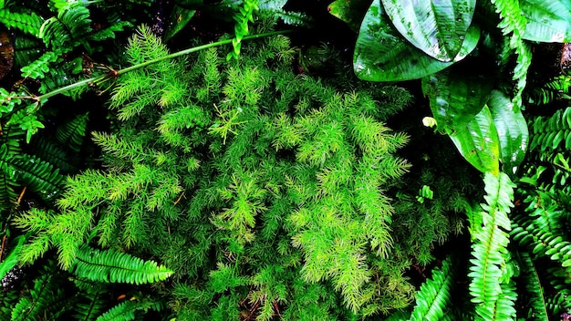 Feuille verte tropicale