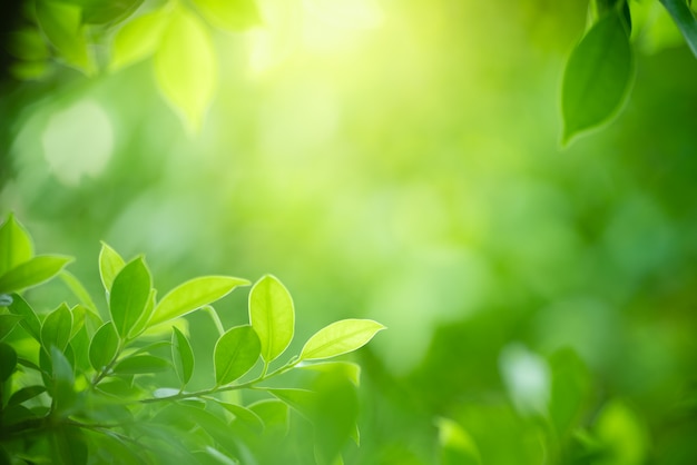 Feuille verte en utilisant comme concept nature fond ou fond d&#39;écran.