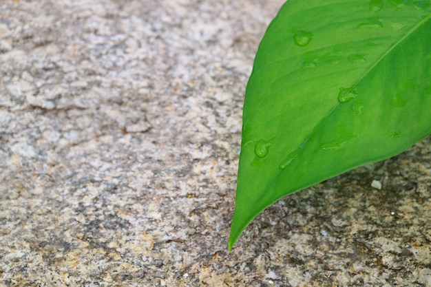 Feuille verte vibrante avec les gouttes de rosée du matin contre un rocher rugueux