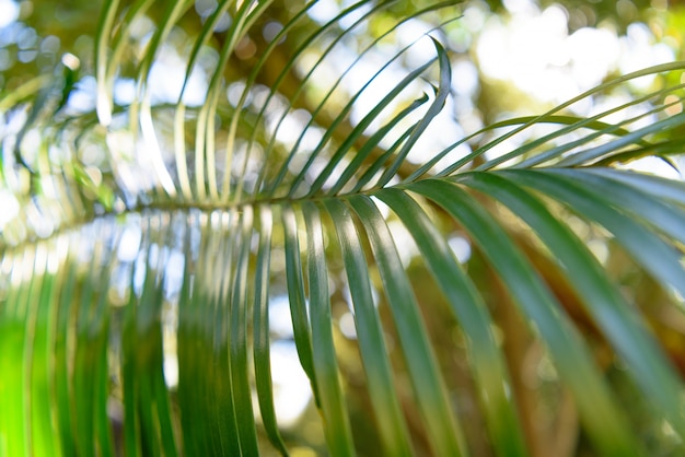 Une feuille verte