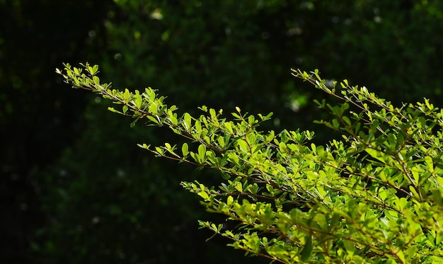 feuille verte