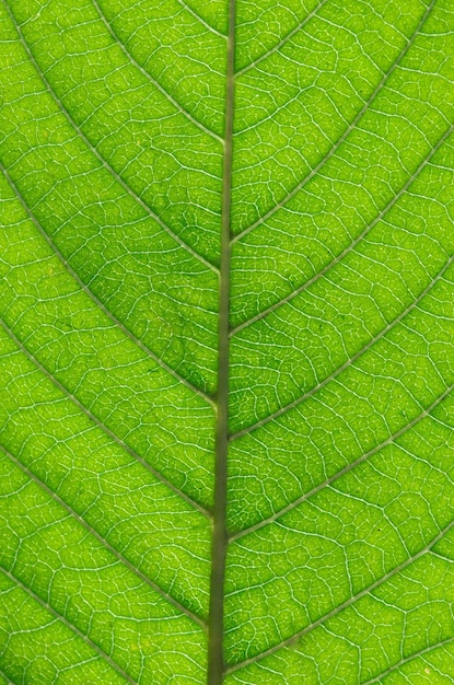 Feuille verte