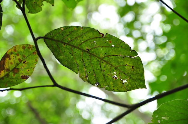 Photo feuille verte