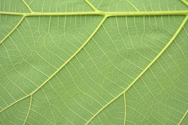 Feuille verte