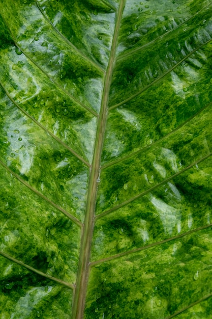 Feuille verte