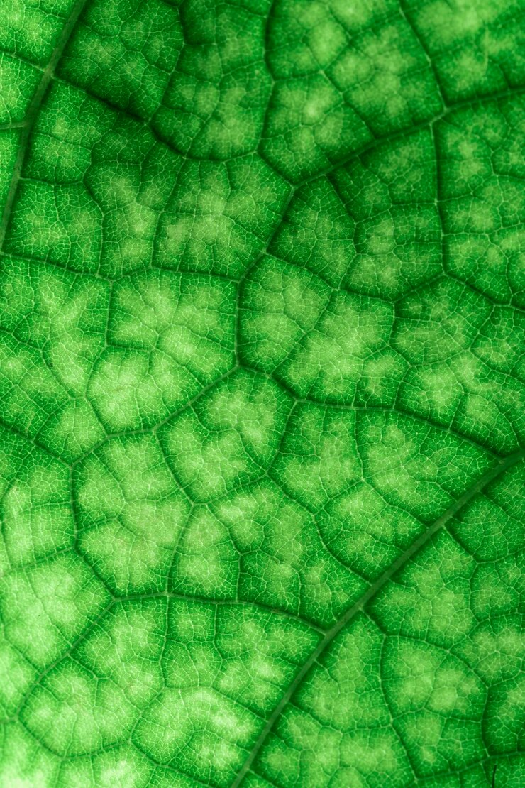 Photo la feuille verte