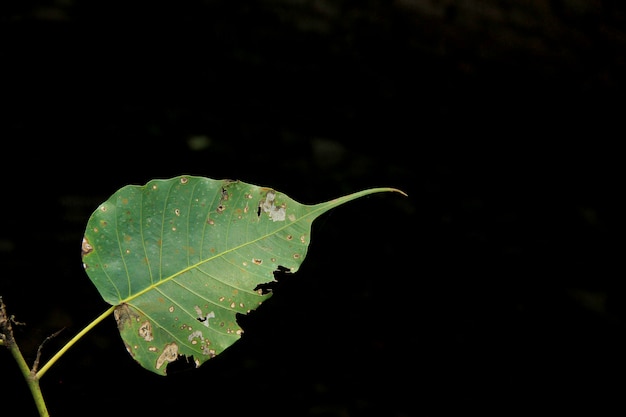 Feuille verte