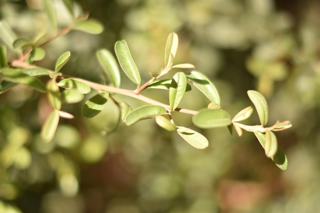 une feuille verte