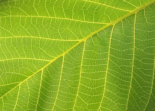 feuille verte