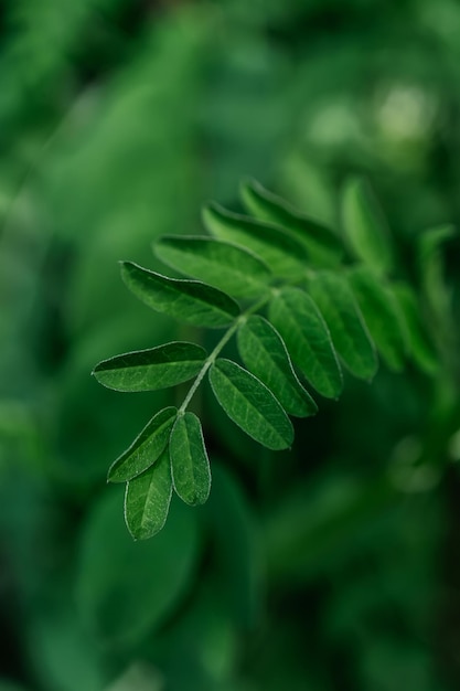 Photo feuille de vicia verte sur un fond naturel vert