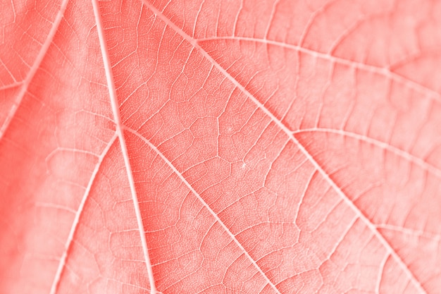 Feuille de vigne, couleur rose tonique, macro.