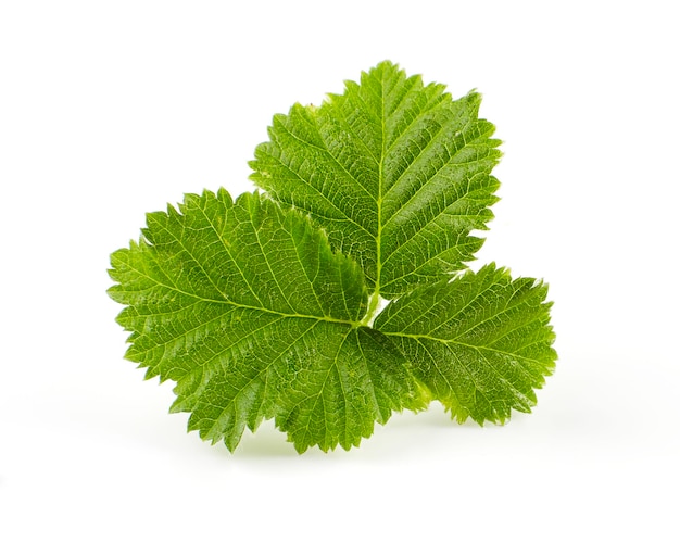 Feuille de vigne sur fond blanc