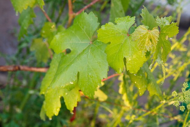 Feuille de vigne avec des gouttes d'eau après la pluie sur la brousse en journée d'été ensoleillée.