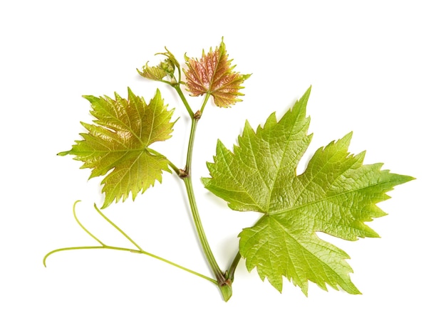 Feuille de vigne isolé sur fond blanc