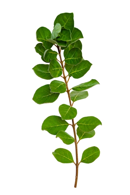 Feuille de vigne isole sur fond blanc