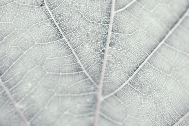 Feuille de vigne, ton gris, macro. Bouchent la texture avec l&#39;espace de la copie pour la conception.