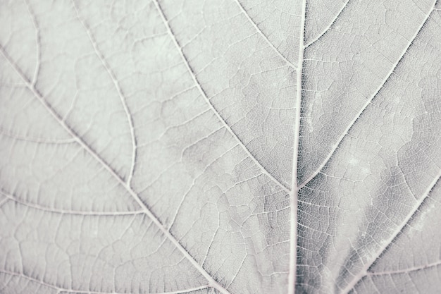 Feuille de vigne, ton gris, macro. Bouchent la texture avec l&#39;espace de la copie pour la conception.