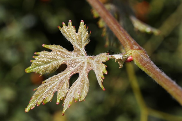 feuille de vigne