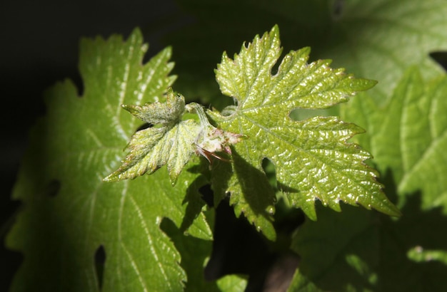 feuille de vigne