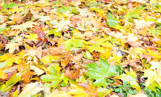 Feuilles abscissées jaunes sur la prairie du parc d'automne