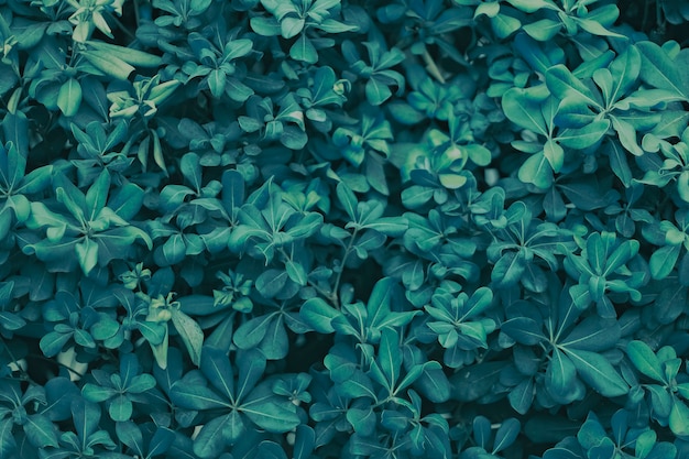 les feuilles d'acacia sont de couleur vert foncé, de texture