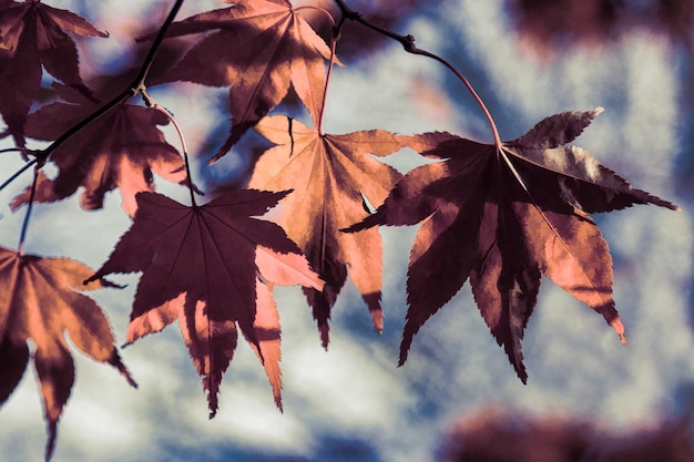 Feuilles d'Acer rouge vif sous le soleil d'automne